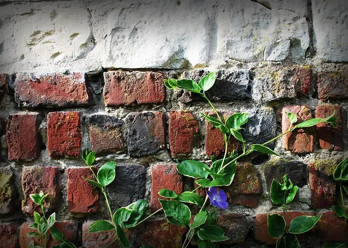 Chez Fifine * Mont-Saint-Eloi